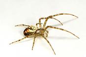 herfstspin (meta segmentata) 9-2012 9803
